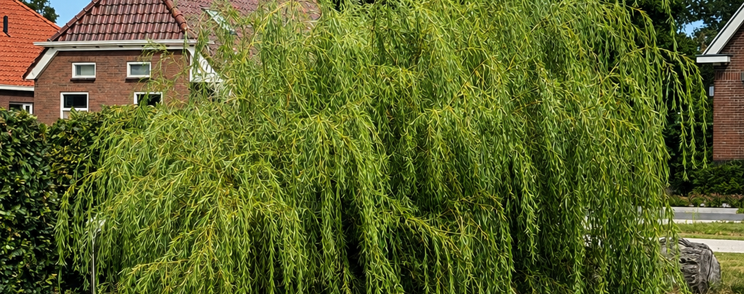 Treurwilg